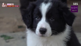 ‘동물농장’ 5남매의 보더콜리 6남매 육아일기‥목욕→특식까지 “부모 마음 알게 돼”