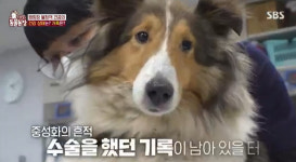 캠핑장 쓰레기장 뒤지는 멋진 개? “주인 있었지만 산 속 생활”(동물농장)