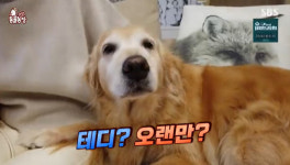야산서 구조된 견공 7남매‥테디X반테 고군분투 육아도전기(동물농장)