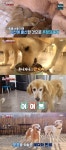 야산서 구조된 견공 7남매‥테디X반테 고군분투 육아도전기(동물농장)