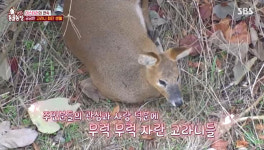 아파트 화단에 사는 고라니 가족, 구조 완료 “생존 경쟁서 밀려 도심行”(동물농장)