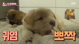 강아지 보육원 된 골프장, 사라진 강아지 3마리+새끼 6마리 구조될까(동물농장)