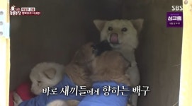 ‘동물농장’ 골프장에 나타난 유기견 구조 성공, 새끼들과 상봉