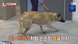 고양이 습격하는 들개 무리, 황구 외에 구조 실패 “언제 나타날지 몰라”(동물농장)