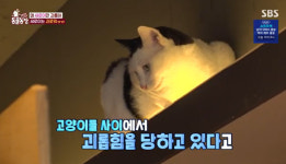 5마리 고양이에 공격 받는 새로이 “관계 개선 불가, 입양이 최선”(동물농장)