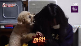 ‘동물농장’ 견주 머리채 물어뜯는 꽁지‥“사랑 확인하는 행동” 이찬종 조언에 대변신