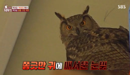 공장에 갇힌 수리부엉이‥‘동물농장’ 최초 드론 구조 작전 대성공