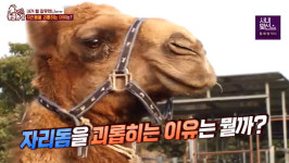 암컷에 치이는 수컷 낙타‥대장 낙타 소변 묻혀 문제 해결(동물농장)