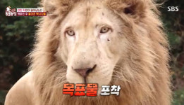 사자vs백사자, 혈투 끝 평화 가져온 건 호박향신료? “리더 확정까진 혼란 계속”(동물농장)