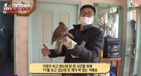 집 앞에서 발견된 황조롱이 구구 “상완골 개방골절” 영구 장애 판정(동물농장)