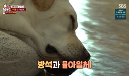 먹고 눕기만 하는 반려견, 밥 그릇 찾기로 다이어트 성공? ‘동물농장’