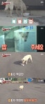 ‘동물농장’ 갑순이, 4개월간 공장→식당서 밥 얻어먹는 이유 “새끼 때문”