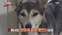 ‘동물농장’ 집에서만 망부석인 진도스키‥이찬종 “집이 포획틀이다” 충격