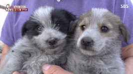 ‘동물농장’ 백년된 아궁이 속 ‘돌이’의 비밀‥꼬질꼬질 강아지들의 대반전