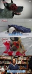‘동물농장’ 犬 얼굴 녹인 범인 누굴까…이수정 “끔찍한 고통 주려는 목적”