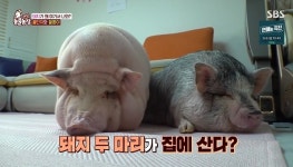 ‘동물농장’ 6개월만 100kg 살 찐 미니피그‥이찬종 소장도 놀란 비주얼
