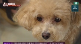 ‘동물농장’ 미용실 마스코트견 호두, 시술 끝나면 180도 돌변해 짖는 이유는?