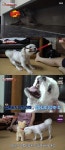 ‘동물농장’ 둥이, 할머니에게만 입질하는 이유 “前 주인 훈육 때문”