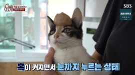 ‘동물농장’ 이마에 초대형 혹 단 고양이‥그 정체는 뇌 ‘충격’