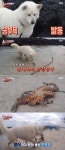 ‘동물농장’ 낚시하는 犬 보솜이, 자연산 문어까지 척척 잡는 효자