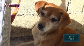 ‘동물농장’ 물 한 모금 못 마시는 무인도 유기견 안타까운 사연