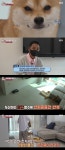 ‘동물농장’ 겁쟁이 犬 두산이, 2년 넘게 안정 못 찾는 이유는