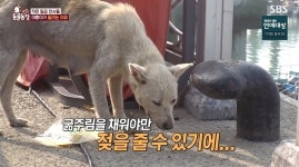 ‘동물농장’ 매일 왕복 10km 다니며 구걸하는 견공‥모정 때문에