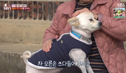 몸만 못 만지게 하는 노터치견 백구, 이찬종 매직에 대변신(동물농장)