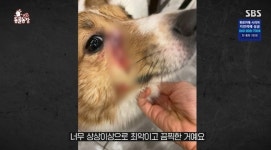 “사막사는 미어캣 추위 떨어” 야생동물 카페 사장, 동물학대 혐의로 구속송치(동물농장)[종합]