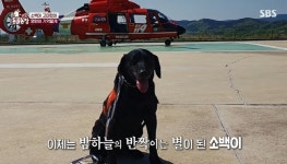 ‘동물농장’ 119 구조견 소백이, 은퇴 직후 암세포 퍼져 무지개 다리로‥정선희 눈물[종합]