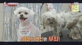 ‘동물농장’ 주인에게 버려진 누더기견→비주얼견으로 환골탈태