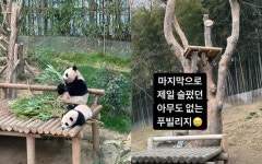 푸바오 찐팬 보아, 4월 이별 앞두고 “눈물 한 바가지 쏟을 준비”