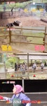 이은지, 염소 탈출 대형사고 치고 멘붕 “재산 날아간 줄”(시골간Z)[결정적장면]