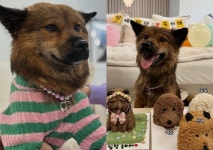 전진♥류이서, 입양 축하파티 열었다‥임보 끝 이별