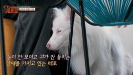 투바투 휴닝카이 수빈, 식분증 개들 대소변 치우다 혼이 쏙 “행복 초월”(개호강)
