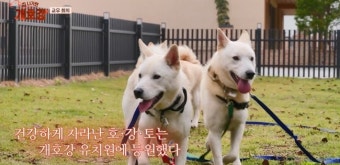아이브 레이, 강아지 유치원 원장되자마자 직권남용 의혹(개호강)