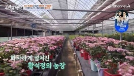 황석정, 어마어마한 1000평 농장 공개 “땅값 올랐나?” 절친 궁금 (4인용식탁)