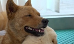 특식만 먹고 가는 미용실 ‘먹튀’ 손님, 누렁이의 사연은(동물농장)