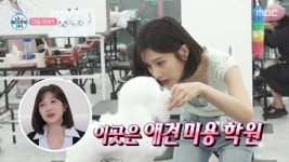 최모정애견 | ‘크러쉬와 日여행 럽스타’ 조이, 은퇴 걱정에 애견 미용 자격증 취득(나혼산)