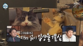 차우민, 품종묘 입양한 사연 “쳐다도 안 봤는데” 알고보니 유기묘 출신(나혼산)