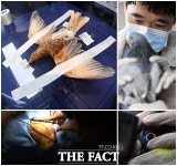 [TF포토기획] 도심 속 야생동물은 죄가 없다!