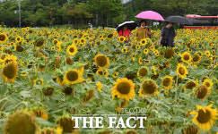 [TF사진관] 비오는 대서, 햇살 기다리는 해바라기