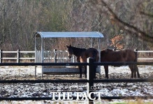 기수는 어디에 승마 도중 사라진50대 여성…홀로 돌아온 말