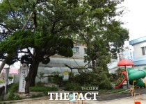 [TF사진관] 포항 쑥대밭, 태풍 마이삭 강풍에 피해 속출