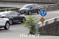 [TF포토] 포항, 도로 변 잡목·잡풀도 그린웨이?