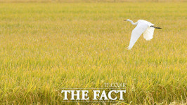[TF포토] 황금 들녘 위 날아오르는 백로