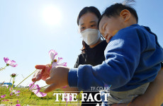 [TF사진관] 코스모스와 핑크뮬리 만개한 하늘정원