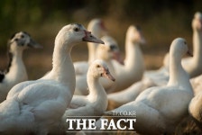 정읍 입암면 육용오리 농장서 고병원성 조류인플루엔자(AI) 확진