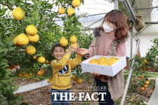애플망고순천왕지 | [TF사진관] 보성 한라봉 먹어볼래요?