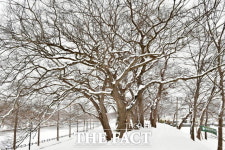 [TF사진관]담양 죽녹원·관방제림의 그림 같은 설경